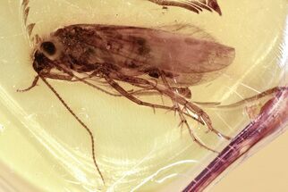 Detailed Fossil Caddisfly (Trichoptera) In Baltic Amber #346675