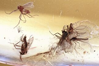 Detailed Fossil True Midge Swarm (Chironomidae) In Baltic Amber #346680