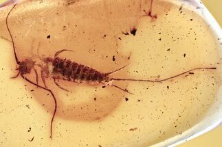 Detailed Fossil Bristletail (Machilidae) In Baltic Amber #346693