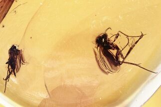 Fossil Dagger Fly and Fungus Gnat in Baltic Amber #346698