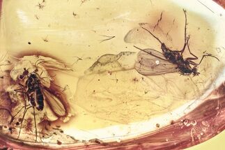 Fossil Long-Legged Flies, Beetle & Fungus Gnat in Baltic Amber #346708