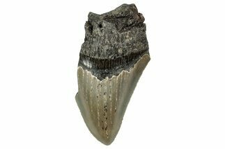 Bargain, Fossil Megalodon Tooth - Serrated Blade #342213