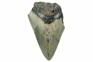 Bargain, Juvenile Megalodon Tooth - North Carolina #342215