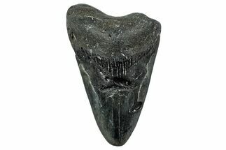 Bargain, Fossil Megalodon Tooth - North Carolina #342219