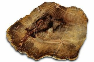 Golden Petrified Wood (Oak) Slab - Stinking Water Creek, Oregon #346837