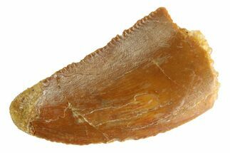 Bargain, Raptor Tooth - Real Dinosaur Tooth #332726