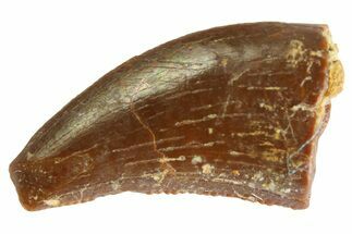 Serrated Raptor Tooth - Feeding Worn Tip #332782