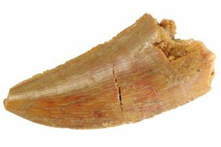 Serrated Raptor Tooth - Real Dinosaur Tooth #332804