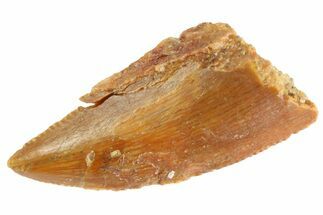 Serrated Raptor Tooth - Real Dinosaur Tooth #332821