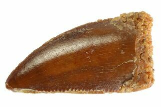 Serrated, Raptor Tooth - Real Dinosaur Tooth #333290