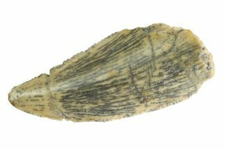 Serrated, Raptor Tooth - Real Dinosaur Tooth #333304