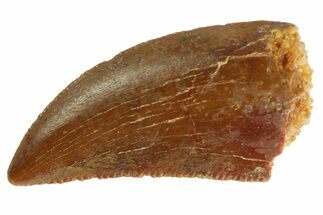 Serrated, Raptor Tooth - Real Dinosaur Tooth #333309