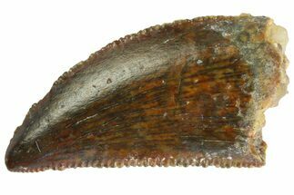 Serrated, Raptor Tooth - Real Dinosaur Tooth #333310