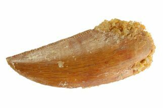 Serrated Raptor Tooth - Real Dinosaur Tooth #333312