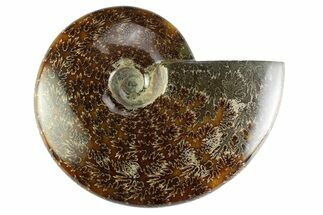 Polished Cretaceous Ammonite (Cleoniceras) Fossil - Madagascar #339078