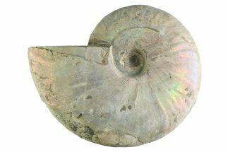 Silver Iridescent Ammonite (Cleoniceras) Fossil - Madagascar #345604