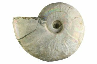Silver Iridescent Ammonite (Cleoniceras) Fossil - Madagascar #345606