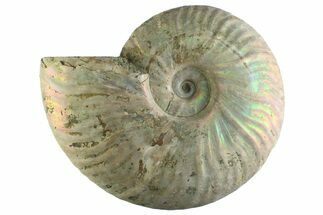 Silver Iridescent Ammonite (Cleoniceras) Fossil - Madagascar #345607