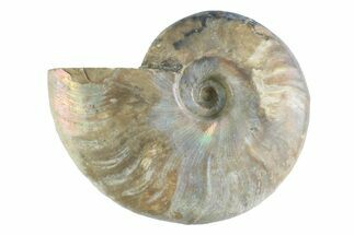 Silver Iridescent Ammonite (Cleoniceras) Fossil - Madagascar #346733