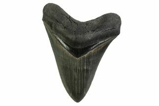 Serrated, Fossil Megalodon Tooth - Georgia #338674