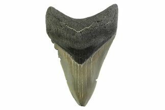Serrated, Colorful, Fossil Megalodon Tooth - Georgia #338784