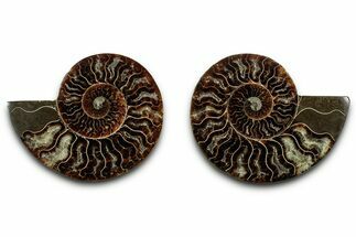 Cut & Polished, Agatized Ammonite Fossil - Madagascar #346149