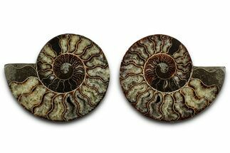 Cut & Polished, Agatized Ammonite Fossil - Madagascar #346150