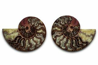 Cut & Polished, Agatized Ammonite Fossil - Madagascar #346160