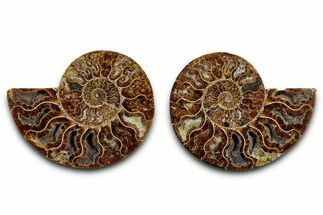 Cut & Polished, Agatized Ammonite Fossil - Deep Crystal Pockets #346161