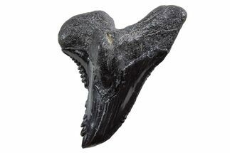 Large, Snaggletooth Shark (Hemipristis) Tooth - South Carolina #347028