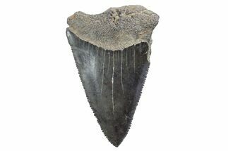 Serrated, Fossil Great White Shark Tooth - South Carolina #347033
