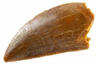 Serrated Raptor Tooth - Real Dinosaur Tooth #347001