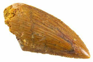 Serrated Raptor Tooth - Real Dinosaur Tooth #347024