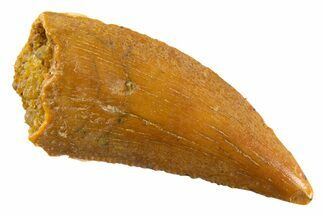 Serrated Raptor Tooth - Real Dinosaur Tooth #347027