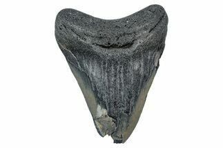 Bargain, , Fossil Megalodon Tooth - Georgia #338843