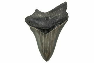 Bargain, , Fossil Megalodon Tooth - Georgia #338844