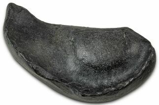 Fossil Whale Ear Bone - South Carolina #346975