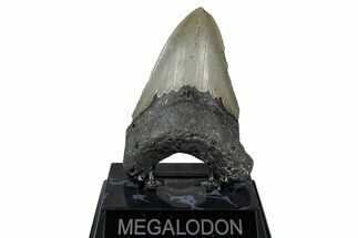 Serrated, Fossil Megalodon Tooth - North Carolina #347037