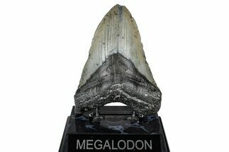 Fossil Megalodon Tooth - North Carolina #347039