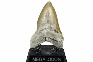 Serrated, Fossil Megalodon Tooth - North Carolina #347040
