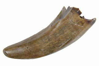 Serrated, Tyrannosaur (Nanotyrannus) Tooth - Montana #338842