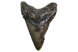 Juvenile Megalodon Tooth - North Carolina #347129