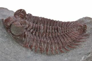 Red Coltraneia Trilobite Fossil - Huge Faceted Eyes #347274