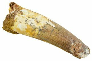 Fossil Spinosaurus Tooth - Feeding Worn Tip #347156