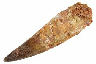 Fossil Spinosaurus Tooth - Near Complete Root! #347164
