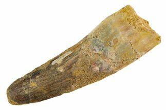 Fossil Spinosaurus Tooth - Real Dinosaur Tooth #347167