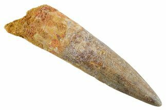 Fossil Spinosaurus Tooth - Real Dinosaur Tooth #347169