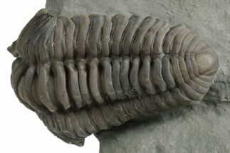 Prone Flexicalymene Trilobite - Mt Orab, Ohio #347317