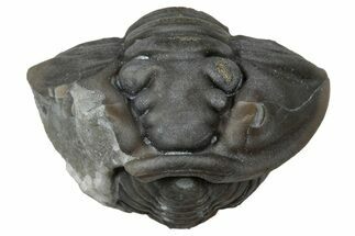 Wide Enrolled Flexicalymene Trilobite - Mt Orab, Ohio #347257