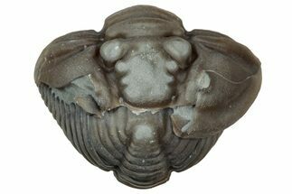 Wide Enrolled Flexicalymene Trilobite - Mt Orab, Ohio #347263